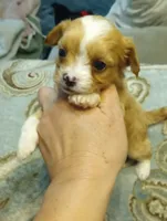 Tommy, a male Cavalier King Charles Spaniel and Shih Tzu for sale in Mount Pleasant, SC – 6 of 6