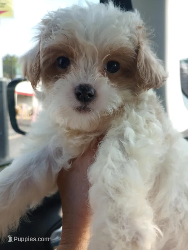 Cotton – Cavapoo puppy for sale in Mount Pleasant, SC