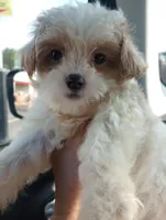 Cotton, a male Cavapoo for sale in Mount Pleasant, SC – Photo 1 of 10