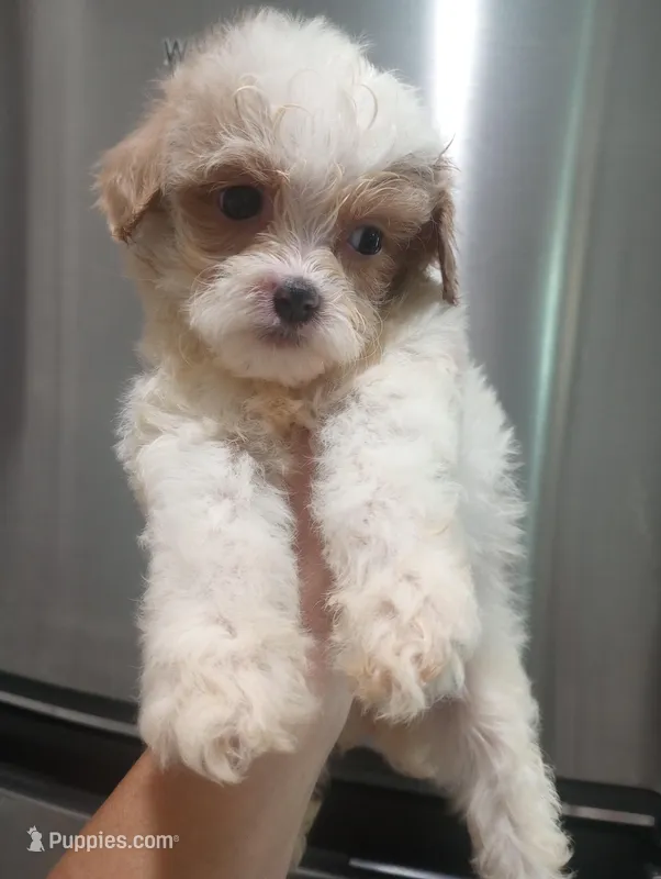 Cotton – Cavapoo puppy for sale in Mount Pleasant, SC