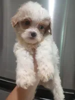 Cotton, a male Cavapoo for sale in Mount Pleasant, SC – Photo 3 of 10