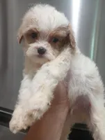 Cotton, a male Cavapoo for sale in Mount Pleasant, SC – Photo 4 of 10