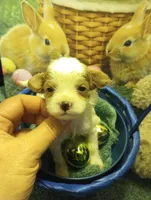 Cotton, a male Cavapoo for sale in Mount Pleasant, SC – Photo 1 of 6