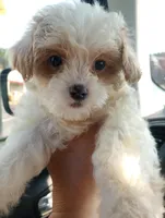 Cotton, a male Cavapoo for sale in Mount Pleasant, SC – Photo 2 of 10