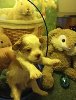 Cotton, a male Cavapoo for sale in Mount Pleasant, SC – Photo 3 of 6