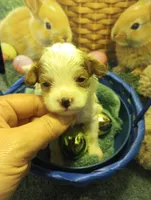 Cotton, a male Cavapoo for sale in Mount Pleasant, SC – Photo 2 of 6