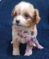 Tommy, a male Cavapoo and Cavalier King Charles Spaniel for sale in Mount Pleasant, SC – 4 of 10