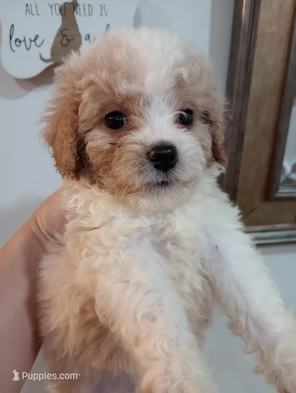 Cannoli  – Cavapoo puppy for sale in Mount Pleasant, SC