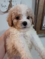 Cannoli , a male Cavapoo for sale in Mount Pleasant, SC – Photo 2 of 8