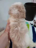 Cannoli , a male Cavapoo for sale in Mount Pleasant, SC – Photo 7 of 8