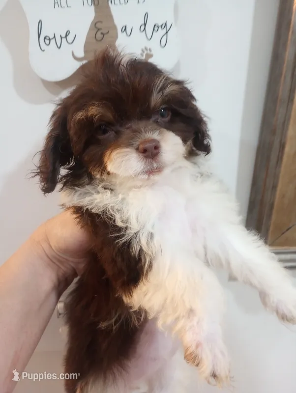 Melody  – Shihpoo puppy for sale in Mount Pleasant, SC