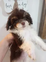 Melody , a female Shihpoo for sale in Mount Pleasant, SC – 1 of 7
