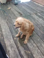 Chicken , a female Cavapoo and Cavalier King Charles Spaniel for sale in Mount Pleasant, SC – 8 of 10
