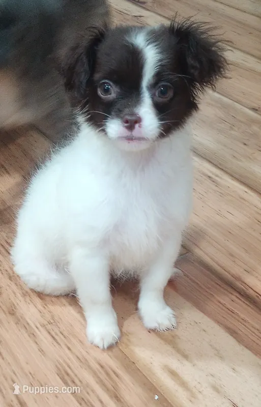 Courtney  – Shihpoo, Cavalier King Charles Spaniel puppy for sale in Mount Pleasant, SC