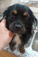Rena, a female Cavalier King Charles Spaniel for sale in Mount Pleasant, SC – 2 of 2