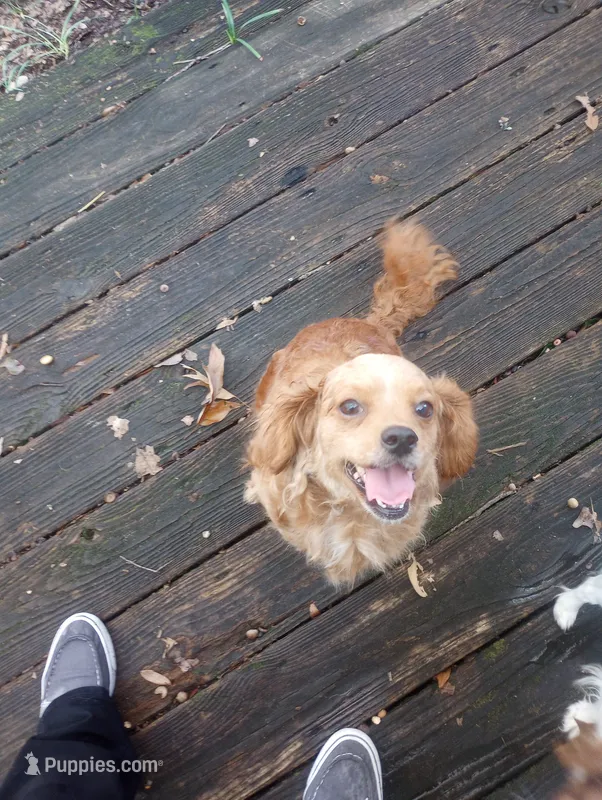 Chicken  – Cavapoo, Cavalier King Charles Spaniel puppy for sale in Mount Pleasant, SC