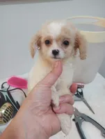 Mimi, a female Cavapoo for sale in Mount Pleasant, SC – 6 of 6