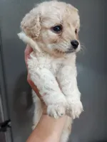 Riveira , a female Cavapoo for sale in Mount Pleasant, SC – Photo 2 of 3