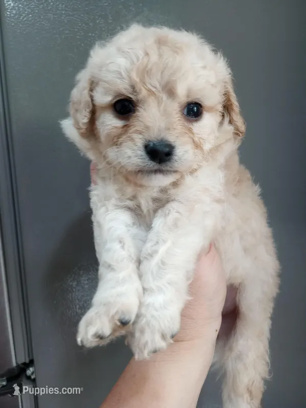 Riveira  – Cavapoo puppy for sale in Mount Pleasant, SC