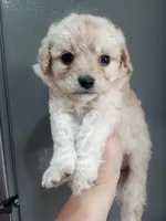 Riveira , a female Cavapoo for sale in Mount Pleasant, SC – Photo 1 of 3
