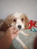 Riveira , a female Cavapoo for sale in Mount Pleasant, SC – Photo 2 of 3