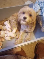 Riveira , a female Cavapoo for sale in Mount Pleasant, SC – Photo 3 of 3