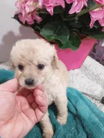 Riveira , a female Cavapoo for sale in Mount Pleasant, SC – Photo 6 of 6