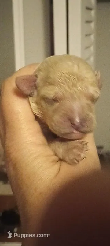 Riveira , a female Cavapoo for sale in Mount Pleasant, SC – Photo 1 of 3