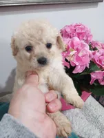 Riveira , a female Cavapoo for sale in Mount Pleasant, SC – Photo 1 of 6