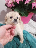Riveira , a female Cavapoo for sale in Mount Pleasant, SC – Photo 5 of 6