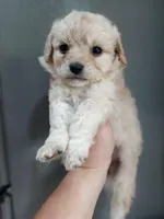 Riveira , a female Cavapoo for sale in Mount Pleasant, SC – Photo 3 of 3