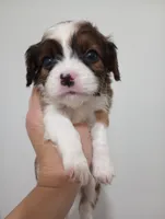 Tamara, a female Cavalier King Charles Spaniel and Shih Tzu for sale in Mount Pleasant, SC – 3 of 4