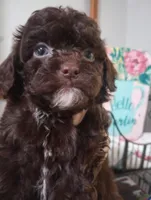 Mocha, a female Cavapoo for sale in Mount Pleasant, SC – Photo 1 of 4