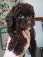 Mocha, a female Cavapoo for sale in Mount Pleasant, SC – Photo 3 of 4