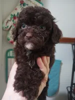 Mocha, a female Cavapoo for sale in Mount Pleasant, SC – Photo 4 of 4