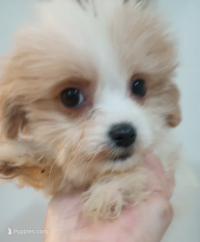 Sally – Shihpoo puppy for sale in Mount Pleasant, SC