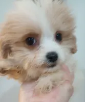Sally, a female Shihpoo for sale in Mount Pleasant, SC – 1 of 3