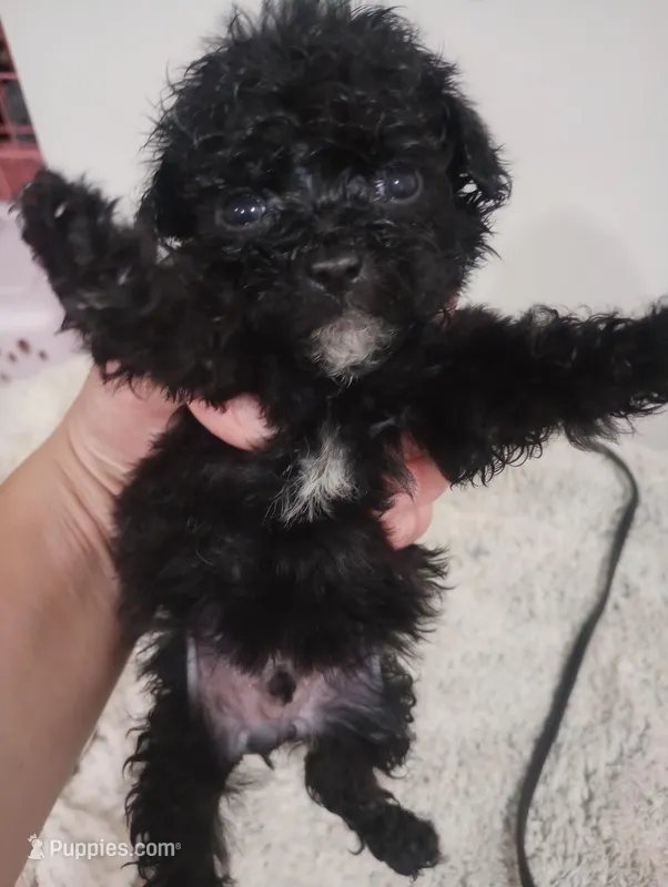 Stripe – Shihpoo, Poodle - Toy  puppy for sale in Mount Pleasant, SC