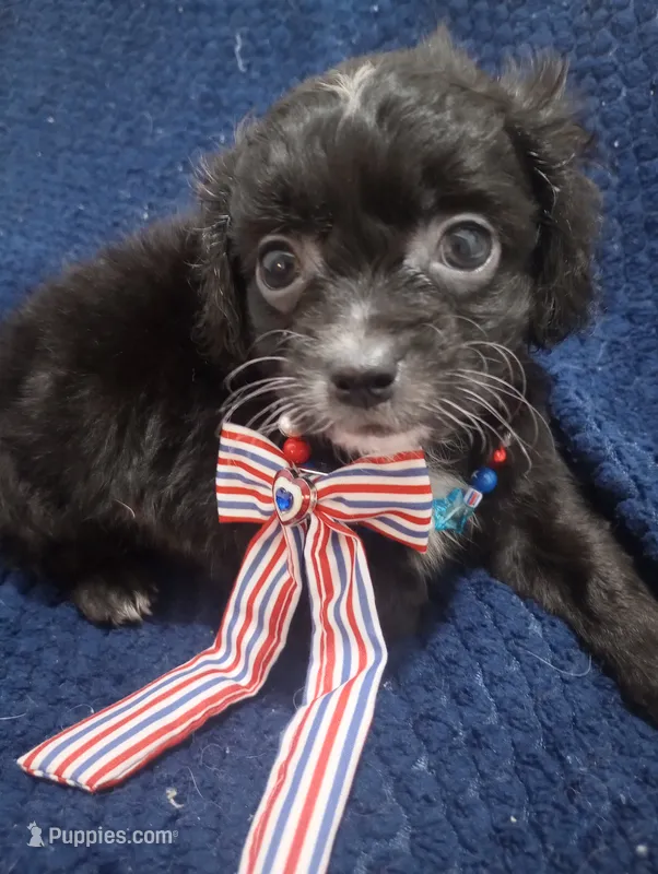 Terrace – Cavapoo puppy for sale in Mount Pleasant, SC