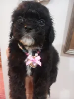 Ebony, a female Cavapoo for sale in Mount Pleasant, SC – 8 of 8