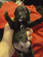 Stripe, a male Shihpoo and Poodle - Toy  for sale in Mount Pleasant, SC – Photo 2 of 3