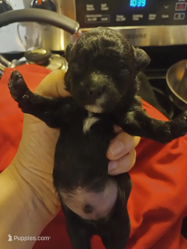 Stripe – Shihpoo, Poodle - Toy  puppy for sale in Mount Pleasant, SC