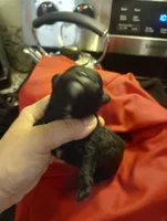 Stripe, a male Shihpoo and Poodle - Toy  for sale in Mount Pleasant, SC – Photo 3 of 3