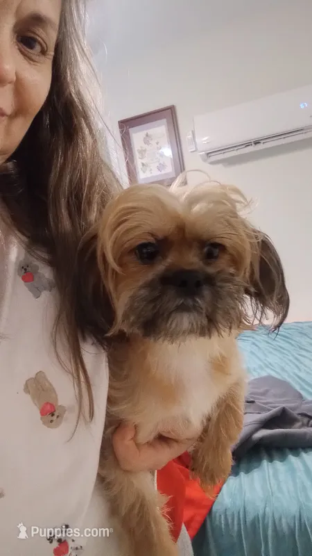 Cinnamon  – Shihpoo puppy for sale in Mount Pleasant, SC