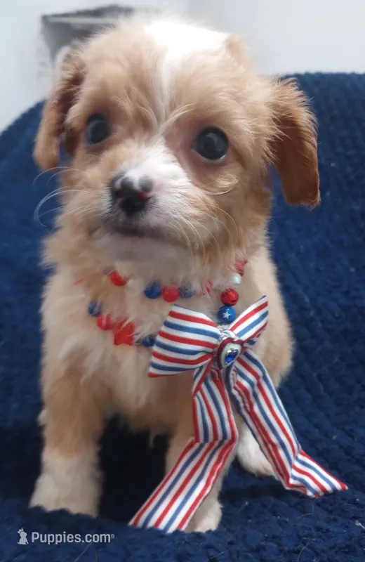Tommy – Cavapoo, Cavalier King Charles Spaniel puppy for sale in Mount Pleasant, SC