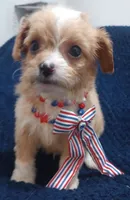 Tommy, a male Cavapoo and Cavalier King Charles Spaniel for sale in Mount Pleasant, SC – 1 of 10