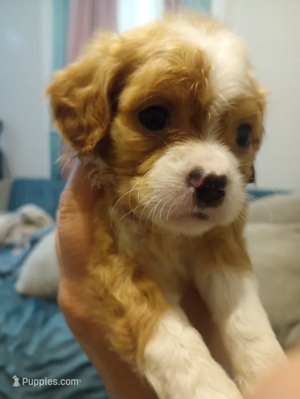 Tally – Cavalier King Charles Spaniel, Shih Tzu puppy for sale in Mount Pleasant, SC