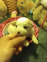 Iris, a female Cavapoo for sale in Mount Pleasant, SC – Photo 4 of 4