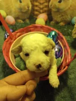 Iris, a female Cavapoo for sale in Mount Pleasant, SC – Photo 3 of 4