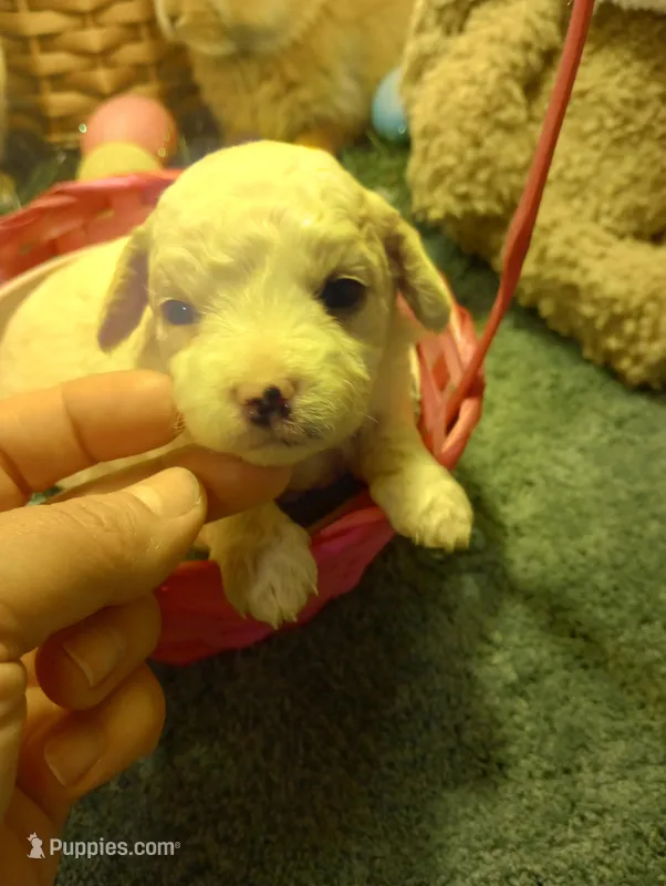 Iris – Cavapoo puppy for sale in Mount Pleasant, SC